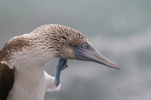 Bluefooted Booby